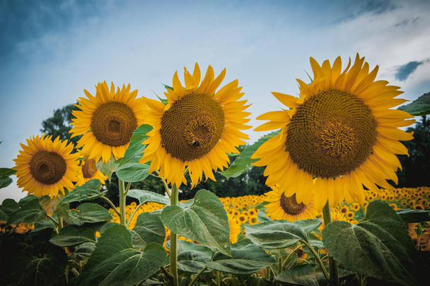 Sunflower plant with blue sky - Photo, Image