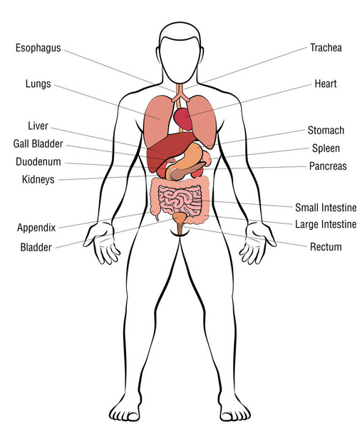 Inwendige organen, mannelijk lichaam - schematische menselijke anatomie illustratie - geïsoleerd vector op witte achtergrond. - Vector, afbeelding
