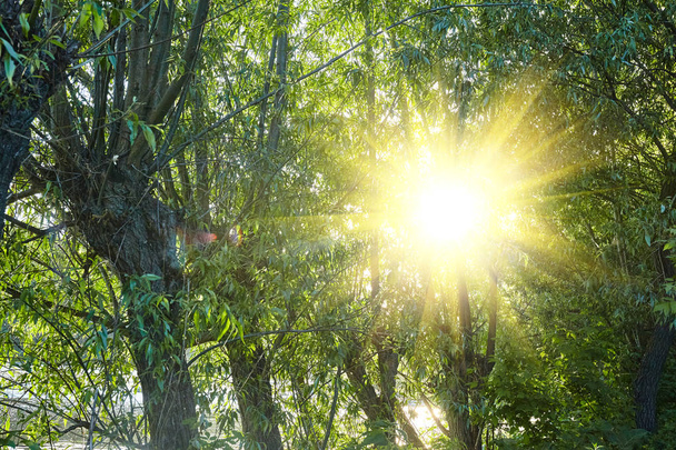 Nature landscape. Sun rays and green tree - Valokuva, kuva