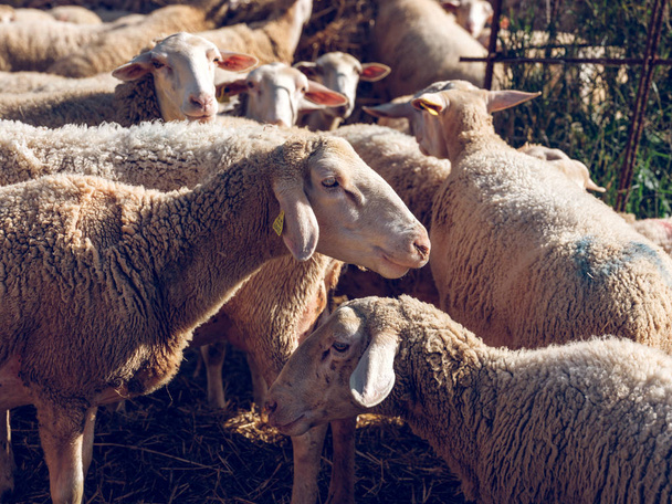 moutons pelucheux mangeant du foin à la ferme
 - Photo, image