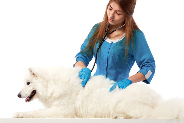 Veterinarian with dog, on table in vet clinic, animal doctor. Medicine and health care concept. - Photo, Image