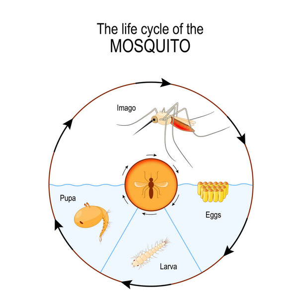 蚊のライフ サイクル: 成虫、卵、蛹、幼虫。ハマダラカ人間マラリアを媒介する蚊の属であります。科学的なおよび教育使用のためのベクトル図 - ベクター画像