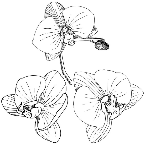 Orkidea kukka vektorin tyyliin eristetty. Laitoksen koko nimi: orkidea. Vektori kukka tausta, rakenne, kääre kuvio, runko tai reunus
. - Vektori, kuva