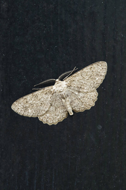 Closeup of the pale oak beauty, Hypomecis punctinalis, moth resting on a dark background. The discal mark is pale-centred and dark-ringed. The forewings of the male have a fovea. The hindwings are similarly marked. - Photo, Image