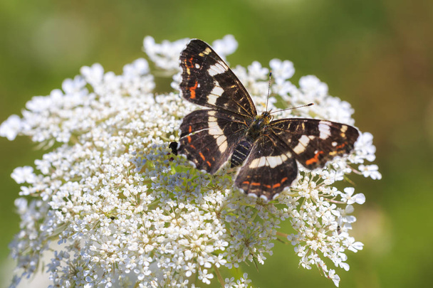 Nahaufnahme auf den Flügeln der Landkarte Schmetterling araschnia levana im Sommerkleid, der auf einer weißen Blume bestäubt. Diese Sommerbrut ist schwarz mit weißer Markierung. - Foto, Bild