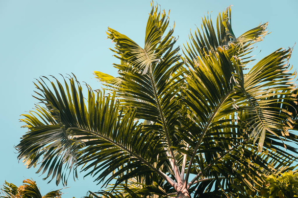 Palmiers verts contre ciel bleu clair. Minimal. Espace de copie
 - Photo, image