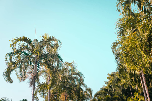 Groene palmbomen tegen heldere blauwe hemel. Minimale. Copyspace - Foto, afbeelding