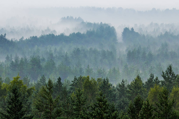 Туман над лесом - Фото, изображение