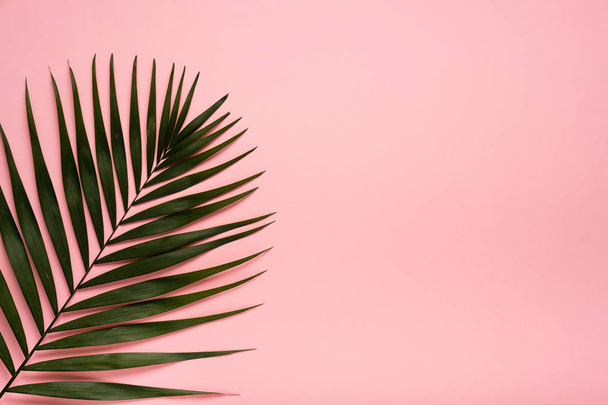 Trendy summer tropical leaves on pink background.  Bright summer color. Minimal style. - Foto, Imagem
