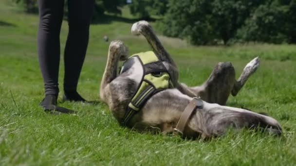Walking Pet Dog on Leash in Park / Green Meadow on Summer Day - Metraje, vídeo
