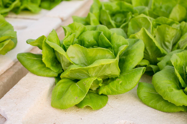green salad leaves, close up - Φωτογραφία, εικόνα