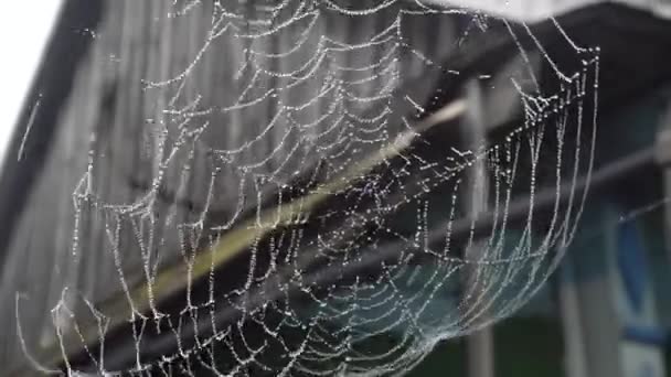Ιστό αράχνης με σταγονίδια νερού σε αγροτικές περιοχές - Πλάνα, βίντεο