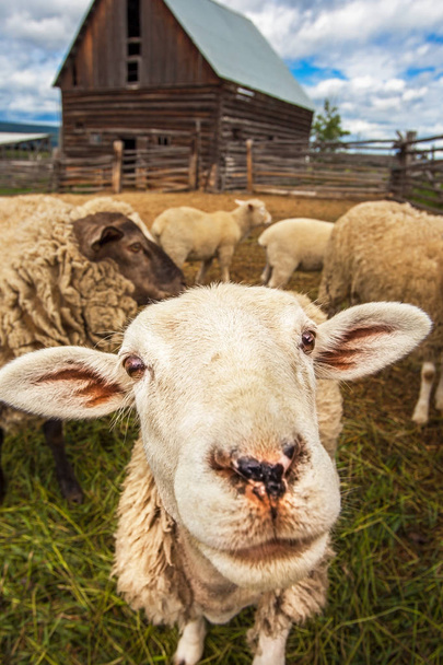 Troupeau de moutons au lac Williams Colombie-Britannique Canada
 - Photo, image