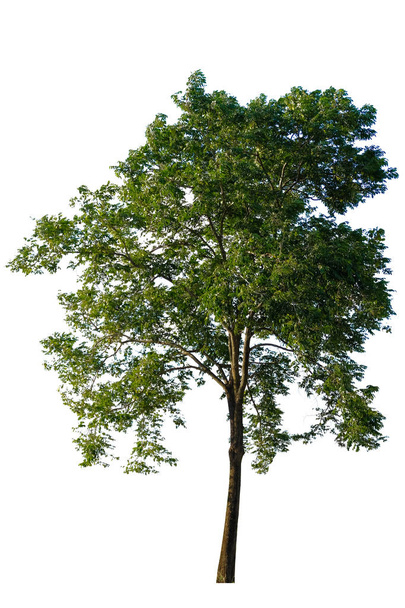 Ağaç beyaz bir arka plan üzerinde izole olabilir parça derleme tasarımlar veya görüntü için bir ağaç kullanılan - Fotoğraf, Görsel