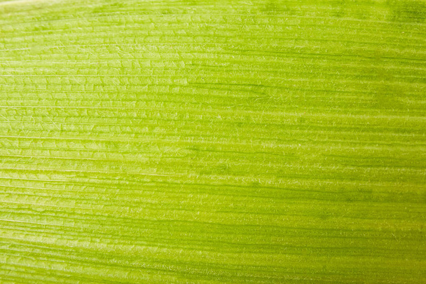 Hoja de maíz verde de cerca. Fondo de naturaleza
 - Foto, imagen