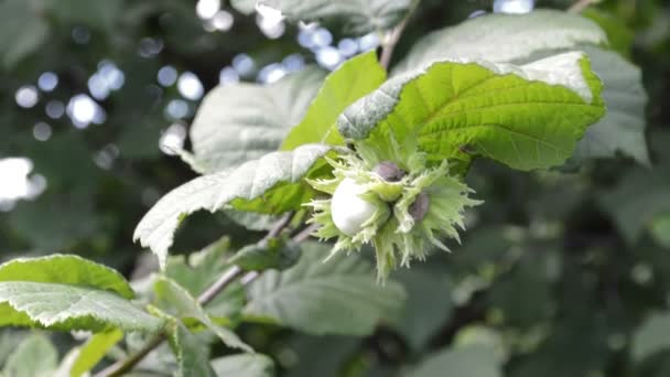 Close up of unripe hazelnut fruit on tree branch with green leaves, selective focus  - Filmagem, Vídeo
