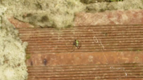 昆虫のマクロ蜘蛛クモ - 映像、動画