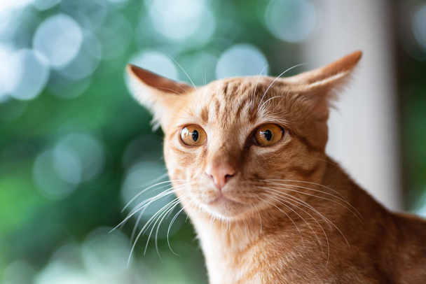 Gyömbér macska látszó-on fényképezőgép, kisállat otthon portréja - Fotó, kép