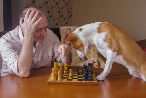 Chien basenji intelligent réfléchissant désespérément au prochain mouvement dans un tournoi familial d'échecs
 - Photo, image