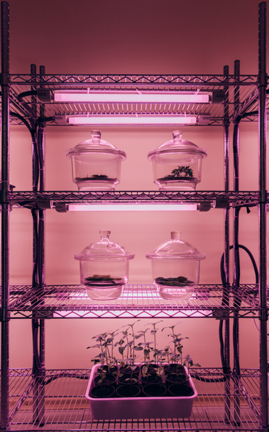 focus selettivo di contenitori in vetro con germogli su scaffali in laboratorio agro con luce ultravioletta
  - Foto, immagini