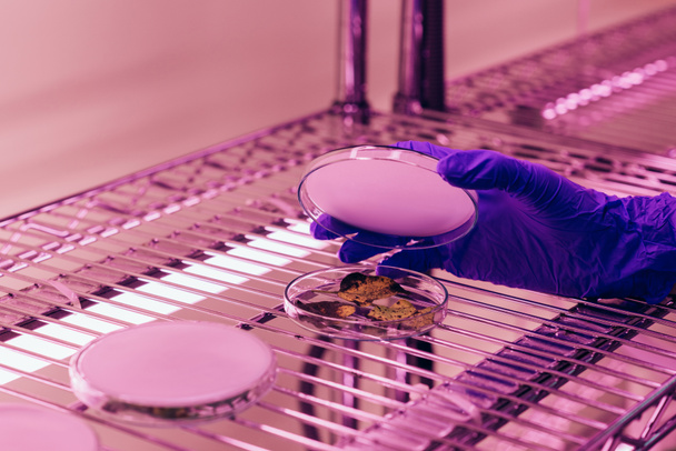 immagine ritagliata dello scienziato che chiude la capsula di Petri con foglie in laboratorio agro con luce ultravioletta
 - Foto, immagini