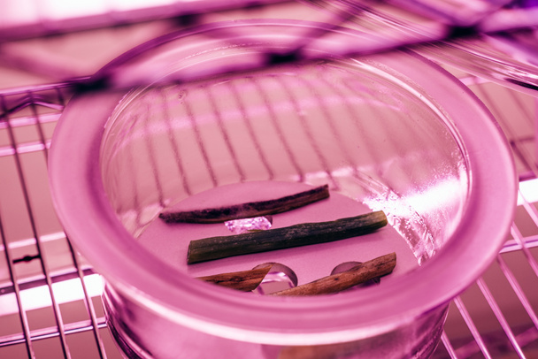 close up view of various stems in glass container in agro laboratory with ultra violet light  - Photo, Image