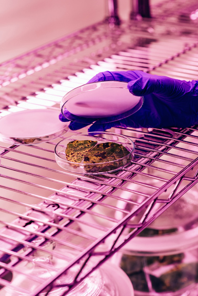 vista parziale di biologo chiusura capsula di Petri con foglie in laboratorio agro con luce ultravioletta
 - Foto, immagini