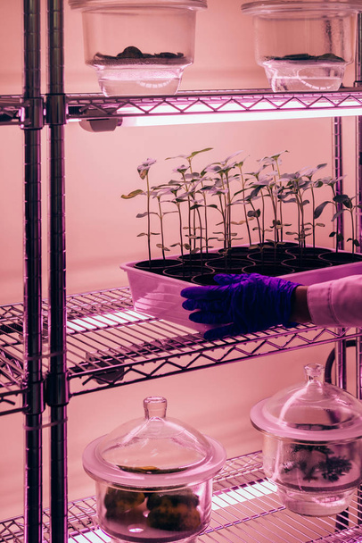 abgeschnittenes Bild eines Wissenschaftlers, der Topfpflanzen in einem modernen Labor unter ultraviolettes Licht stellt  - Foto, Bild