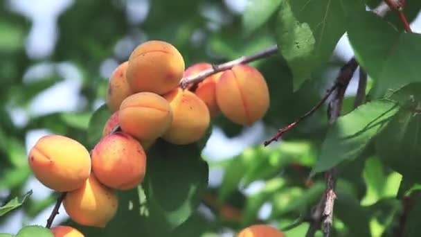 saftig schöne schöne schöne Aprikosenfrüchte auf dem Ast, sonniger Sommertag mit leichter Brise. Geringe Schärfentiefe, getöntes Video, 50fps. - Filmmaterial, Video