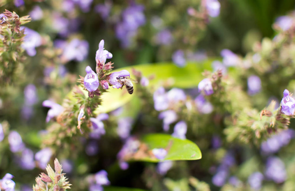 蜂は、紫のサルビアの花の上に座って。サルビア オフィシナリスは多数の共通の名前、知られている、セージ、コモンセージ、庭のセージなどなど. - 写真・画像