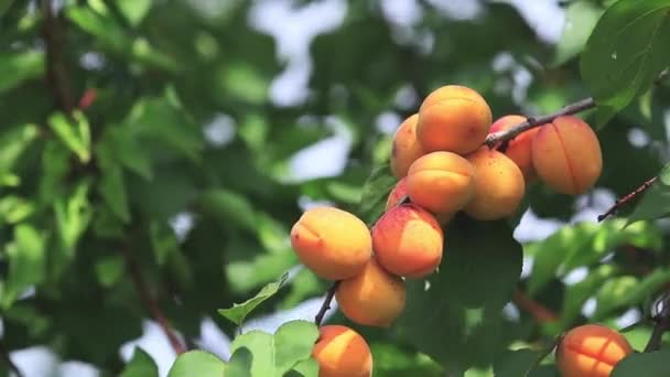 Ζουμερά όμορφη καταπληκτική ωραία φρούτα βερίκοκων για τον κλάδο του δέντρου, καλή ηλιόλουστη καλοκαιρινή μέρα με άπνοια. Μικρό βάθος πεδίου, τονισμένο βίντεο, 50fps. - Πλάνα, βίντεο