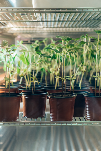 close up view of potted sprouts in modern biotechnology laboratory  - Zdjęcie, obraz
