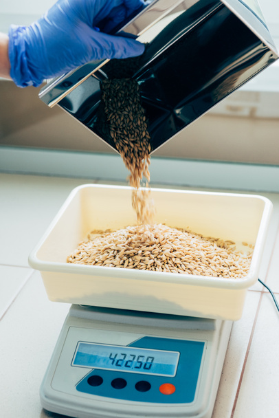 cropped image of biologist strewing grains on scales in agro laboratory  - Photo, Image