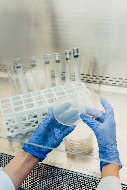 imagen recortada de biólogo en guantes de látex trabajando con placas de Petri en laboratorio moderno
  - Foto, Imagen