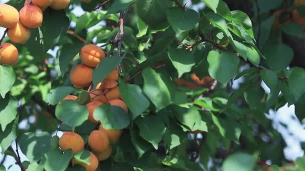 Ζουμερά όμορφη καταπληκτική ωραία φρούτα βερίκοκων για τον κλάδο του δέντρου, καλή ηλιόλουστη καλοκαιρινή μέρα με άπνοια. Μικρό βάθος πεδίου, τονισμένο βίντεο, 50fps. - Πλάνα, βίντεο