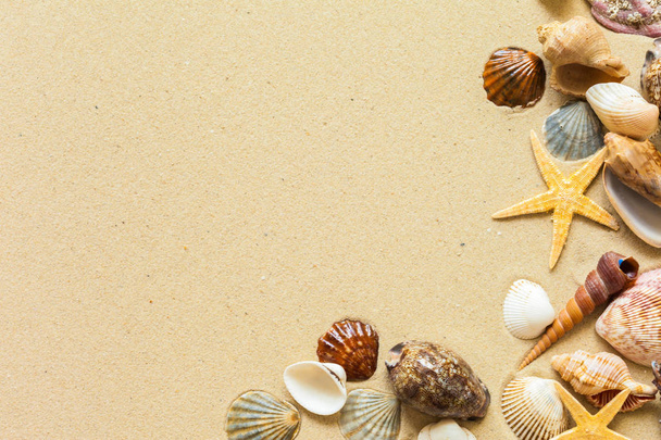  Seashells on the beach sand, travel concept  - Fotografie, Obrázek