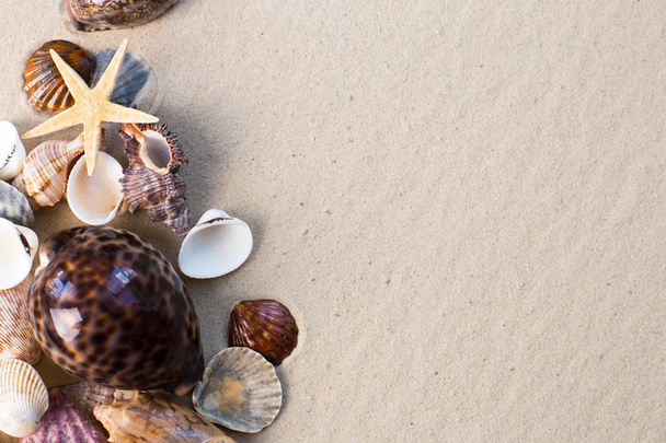 close-up view of sea shells with sand as background - Zdjęcie, obraz