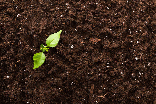 Seedling green plant surface top view textured background - 写真・画像