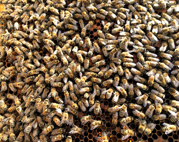 Textura de hexágono de fondo, panal de cera de una colmena de abejas llena de miel dorada. Fotografía macro panal compuesta por cera de abeja, dulces mieles amarillas de la colmena. Néctar de miel de abejas panales
 - Foto, imagen