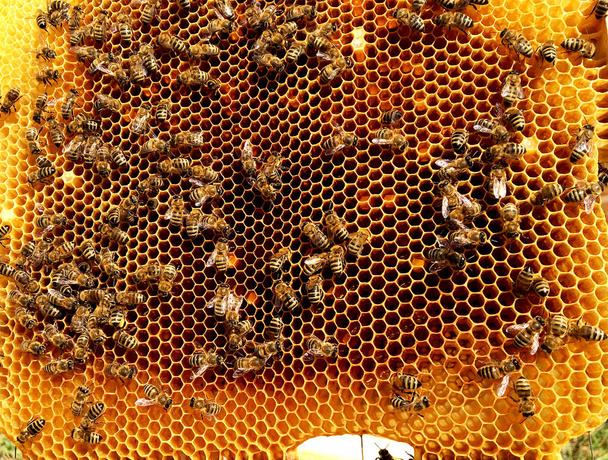 Háttérmintázat hatszög, viasz méhsejt-ból egy méh-kaptár tele arany méz. Méhsejt makró fotózás álló méhviasz, sárga édes méz a méhkas. A méhek lépek méz nektár - Fotó, kép
