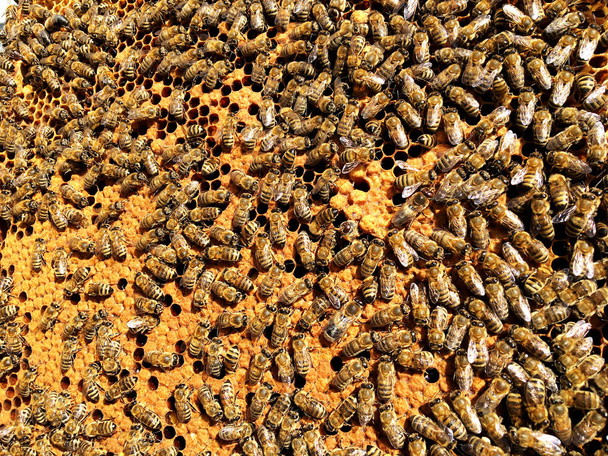 Background hexagon texture, wax honeycomb from a bee hive filled with golden honey. Honeycomb macro photography consisting of beeswax, yellow sweet honeys from beehive. Honey nectar of bees honeycombs - Photo, Image