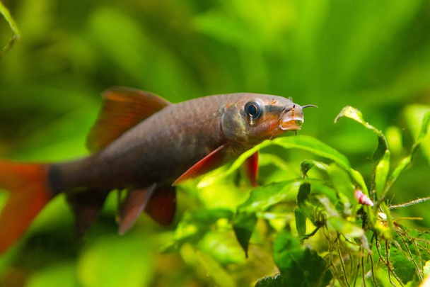 Epalzeorhynchos frenatus, słodkowodnych ryb cleaner, akwarium natura, Fotografia natury zbliżenie - Zdjęcie, obraz