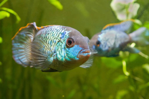 Nannacara anomala neon blauw, zoetwater mannelijke cichlid vis, natuurlijke aquarium, close-up natuur foto - Foto, afbeelding