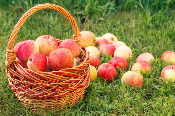 Κόκκινα ώριμα μήλα σε ένα ψάθινο καλάθι και στο πράσινο χορτάρι στον αγρό. Φρέσκα ώριμα μήλα στον καλοκαιρινό κήπο. Έννοια της φύσης βιολογικά φρούτα. Ρηχό βάθος πεδίου - Φωτογραφία, εικόνα