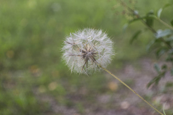 Tonalità di seme del fiore di Arnica
 - Foto, immagini
