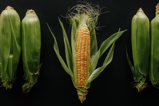 flat lay with arranged raw fresh corn cobs isolated on black - Zdjęcie, obraz