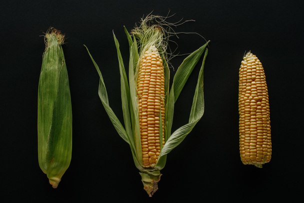 flat lay with arranged fresh ripe corn cobs isolated on black - Φωτογραφία, εικόνα
