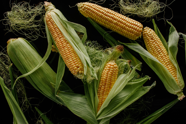 flat lay with arranged fresh ripe corn cobs isolated on black - Photo, image