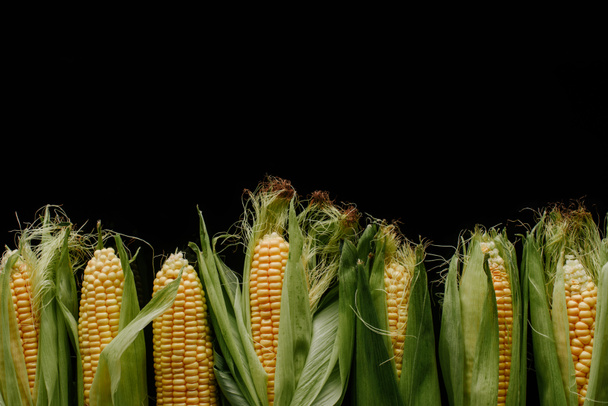 top view of arrangement of fresh corn cobs isolated on black - Photo, image