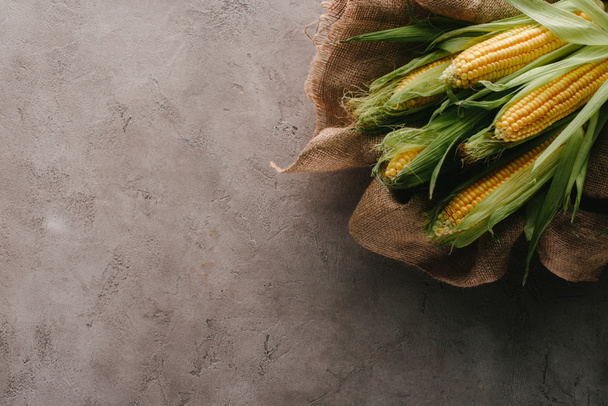 tendido plano con mazorcas de maíz maduras en tela de saco sobre mesa de hormigón gris
 - Foto, Imagen